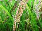 Investiga variedades de arroz estación experimental