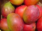 Camagüey incrementará en 2013 envío de mango a la industria